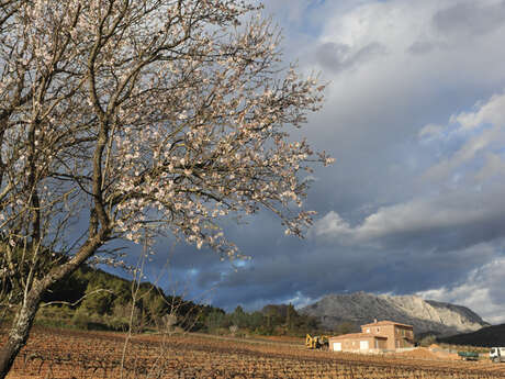 BALADE DANS LES VIGNES DU CHATEAU HENRI BONNAUD