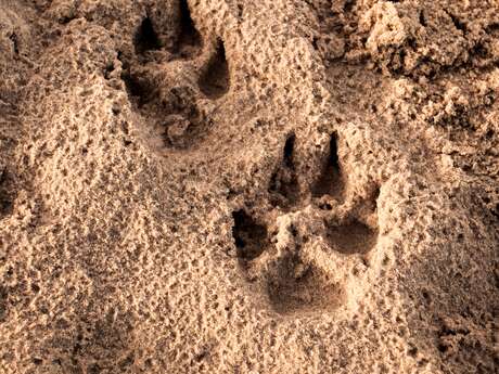 Sur les traces des animaux sauvages Sur les traces des animaux sauvages