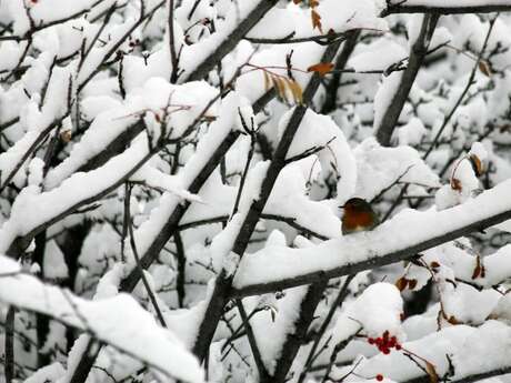 Ciné Vallouise : Les arbres, gardiens de la vie