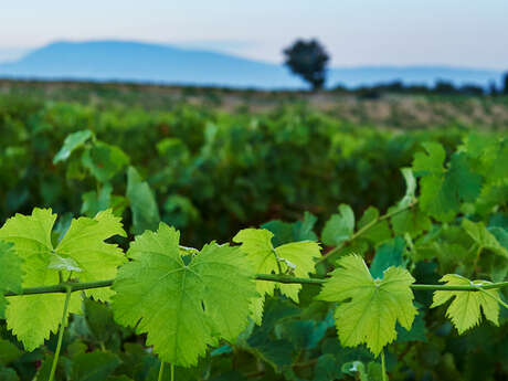 Domaine de Coste Chaude