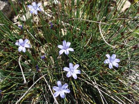 Balade nature : "Les secrets des plantes du Domaine Solence"