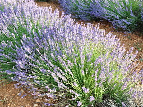 Sentier des plantes aromatiques
