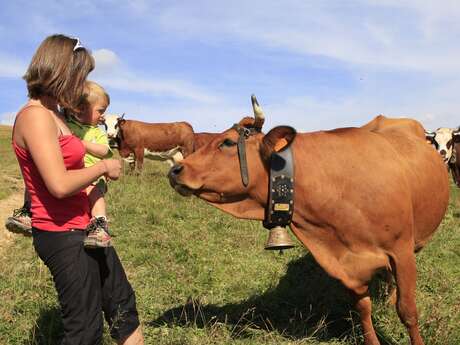 Rando à l'alpage avec traite des vaches et dégustation de Beaufort