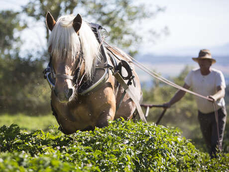 Discovering the Traction animal in the vineyards