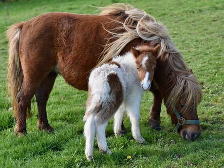 Poney club le Galopin