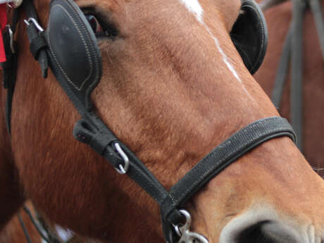 Horse-drawn carriage ride