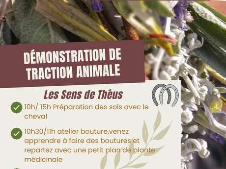 Animal traction demonstration at Sens de Théus.