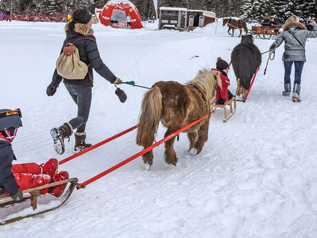 Sortie découverte en Poney-Luge