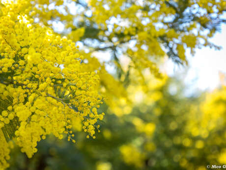 Happy Jeudi "Variations autour du Mimosa"