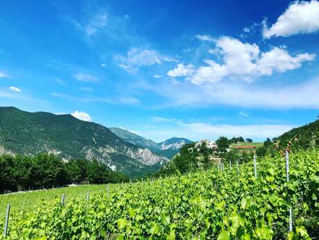 Le Vignoble de Glandèves