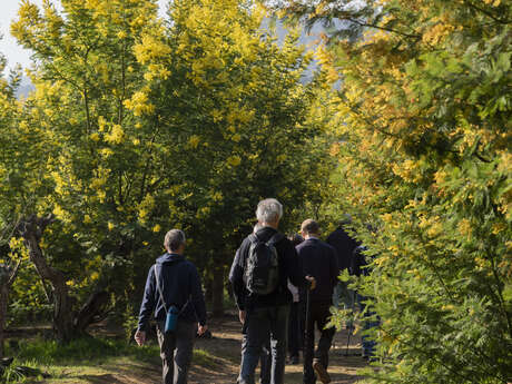 Le mimosa et ses compagnons de Tanneron- balade guidée