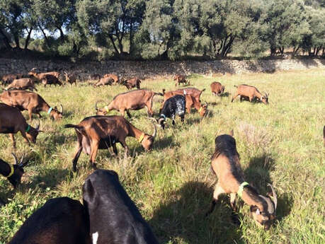 Les chèvres de la Baume