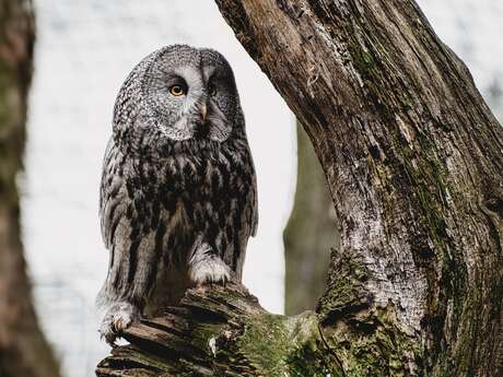 Cluedo des rapaces