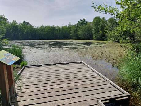 Liaison VTT-VTC La Plaine Tonique - Etang marais de Bizadan