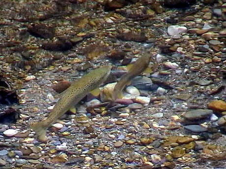 Session d’observation des frayères à truites