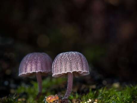 Exhibition: Mushroom stories