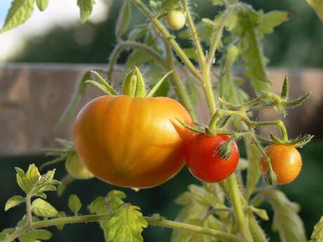 Fête du jardin partagé - MJC du Pays d'Astrée