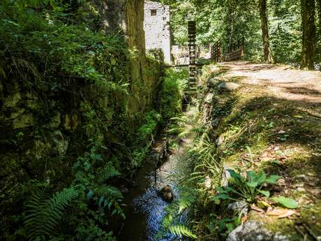 Balade - A la découverte des plantes sauvages de la vallée des Rouets