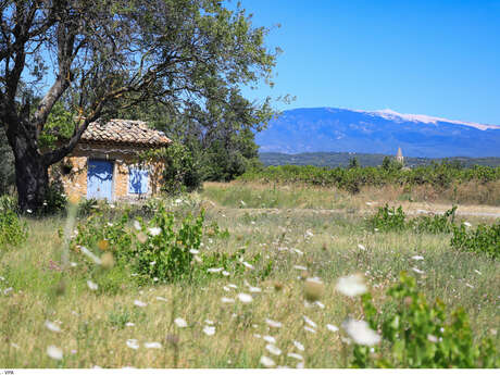 19 - Die Terrassen des Mont Ventoux
