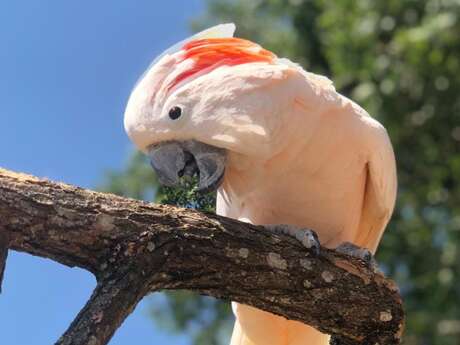 Academy des Perroquets