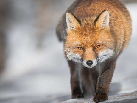 "Au coeur du sauvage" Exposition de photographies de Sébastien De Danielli