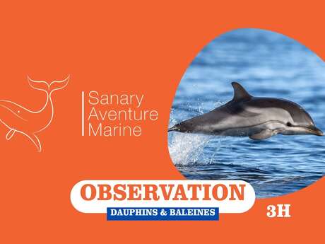 Observation des dauphins & baleines (3h) | Sanary Aventure Marine