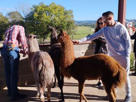 Balad'Alpaga avec la ferme du Champ Rouge