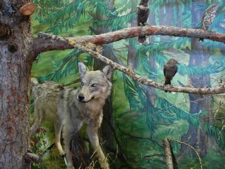 Atelier dessin : animaux de montagne