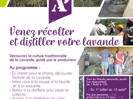 Sortie lavande, dans la peau d'un lavandier