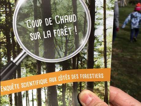 Coup de chaud sur la forêt !