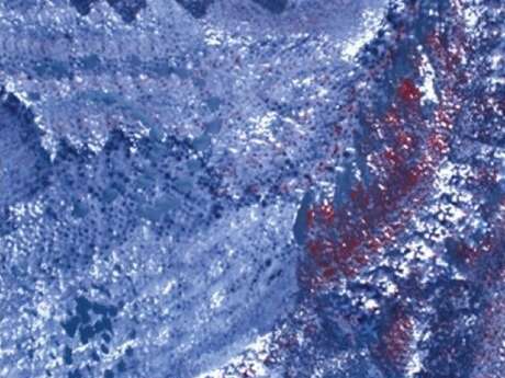 Exposition de peinture Patricia Pianetta à la bibliothèque