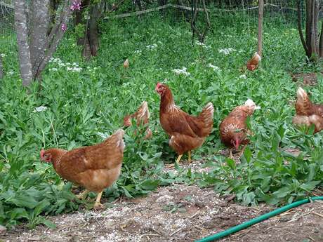 Visite Ferme Les Poules Provençales  - Indus'3Days