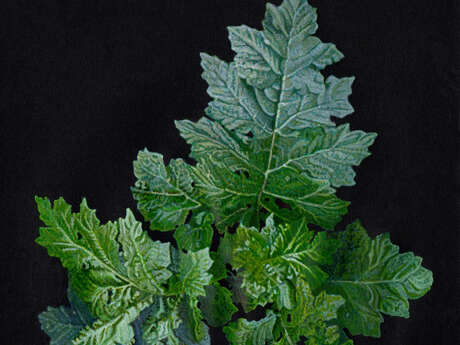 "(S'EN) SORTIR", exposition Karine Bedjidian