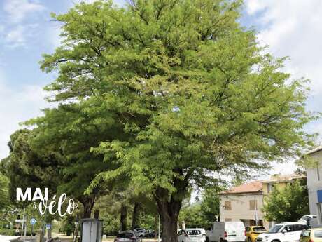 Visite en selle : Jardins de nos rues, parcs de nos villes