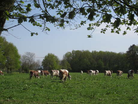 Sardélices (la boutique du lycée agricole des Sardières)