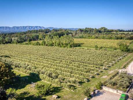 Circuit : Sur le chemin des oliviers