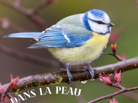Les Ateliers des Babets : Dans la peau d'un oiseau