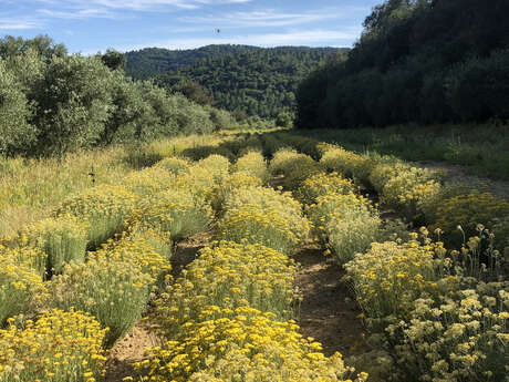 Domaine Théolier en Provence