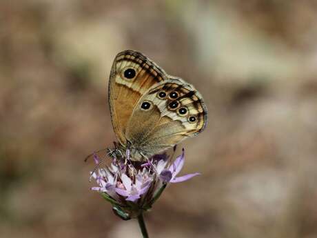 Un monde en couleurs, découverte du jardin à papillons
