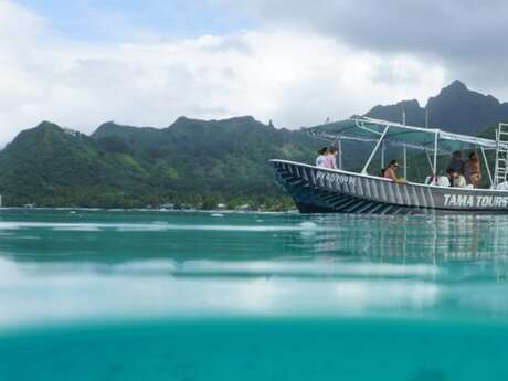 Tama Tours Moorea - Whale watching tours