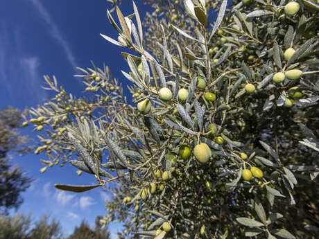 Sentiers des Oliviers