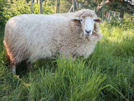Viens visiter la ferme de Grandris
