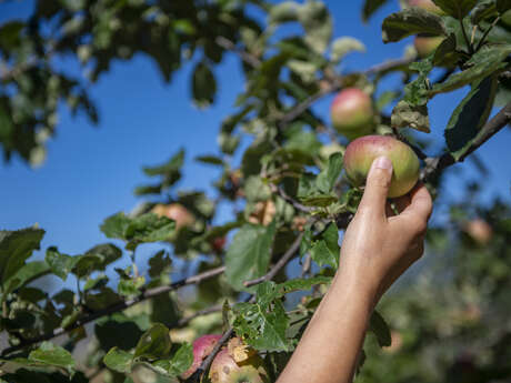 Atelier découverte : Les arbres fruitiers