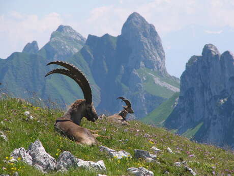 Guided hike in the ibex kingdom