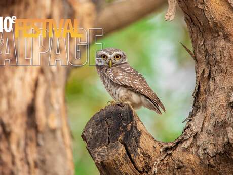 Festival de l'Alpage : A la découverte de la faune crépusculaire