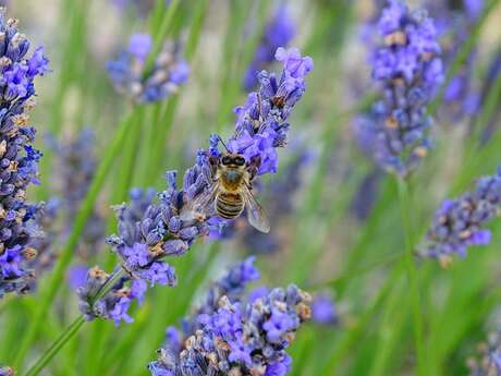 Le rucher des lavandières