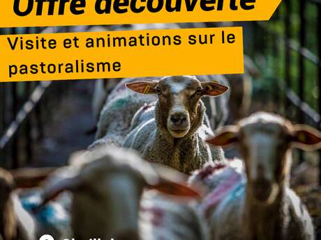 Offre découverte : Revenons à nos moutons