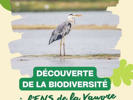 Sortie découverte de la biodiversité