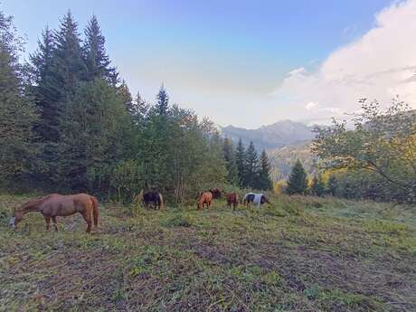 Equine mediation