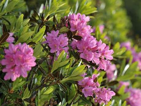 Forêt du Lançonnet